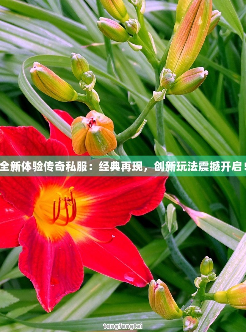 新世代传奇私服：经典与创新的完美融合！ - 